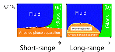 Graphical abstract: Ageing and collapse in gels with long-range attractions