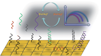 Graphical abstract: The effects of oligonucleotide overhangs on the surface hybridization in DNA films: an impedance study