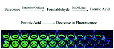 Graphical abstract: A novel enzymatic technique for determination of sarcosine in urine samples