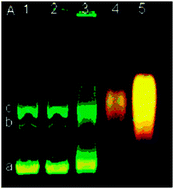 Graphical abstract: Some aspects of quantum dot toxicity