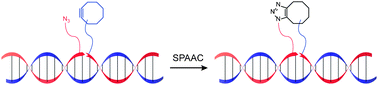 Graphical abstract: Fast copper-free click DNA ligation by the ring-strain promoted alkyne-azide cycloaddition reaction