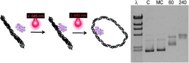 Graphical abstract: A new Os,Rh bimetallic with O2 independent DNA cleavage and DNA photobinding with red therapeutic light excitation