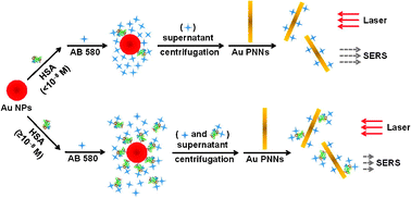 Graphical abstract: Detection of human serum albumin through surface-enhanced Raman scattering using gold “pearl necklace” nanomaterials as substrates