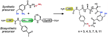 Graphical abstract: Diverse organo-peptide macrocyclesvia a fast and catalyst-free oxime/intein-mediated dual ligation