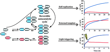 Graphical abstract: Chemical and light triggering of peptide networks under partial thermodynamic control