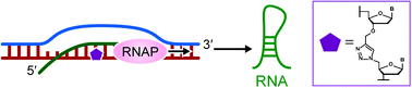 Graphical abstract: Efficient RNA synthesis by in vitrotranscription of a triazole-modified DNA template