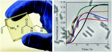 Graphical abstract: Polyacrylamide hydrogels as substrates for studying bacteria