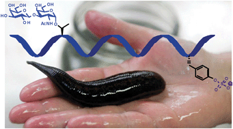 Graphical abstract: Effect of O-glycosylation and tyrosine sulfation of leech-derived peptides on binding and inhibitory activity against thrombin