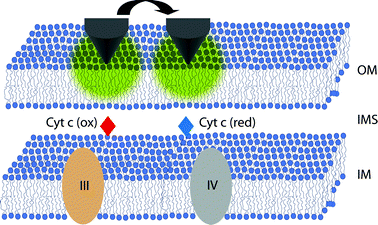 Graphical abstract: Characterizing cytochrome c states – TERS studies of whole mitochondria