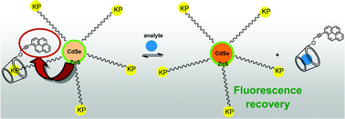 Graphical abstract: Quantum dot/cyclodextrin supramolecular systems based on efficient molecular recognition and their use for sensing