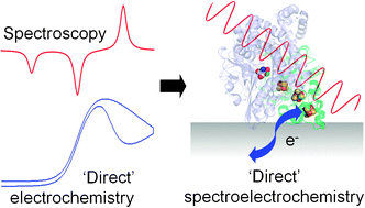 Graphical abstract: Spectroscopic analysis of immobilised redox enzymes under direct electrochemical control