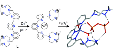 Graphical abstract: Selective binding and fluorescence sensing of diphosphate in H2OviaZn2+-induced allosteric regulation of the receptor structure