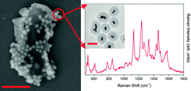 Graphical abstract: Silica encapsulated SERS nanoprobe conjugated to the bacteriophage tailspike protein for targeted detection ofSalmonella