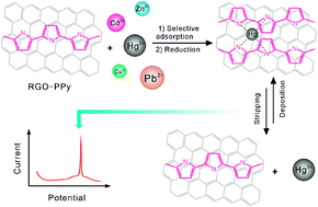 Graphical abstract: Selective adsorption toward toxic metal ions results in selective response: electrochemical studies on a polypyrrole/reduced graphene oxide nanocomposite