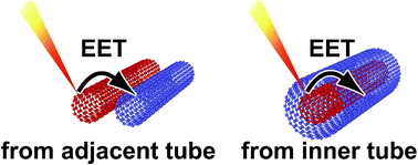 Graphical abstract: Ultrafast energy transfer of one-dimensional excitons between carbon nanotubes: a femtosecond time-resolved luminescence study