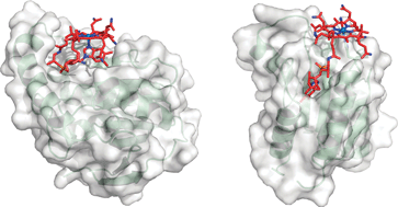 Graphical abstract: Vitamin B12-derivatives—enzyme cofactors and ligands of proteins and nucleic acids