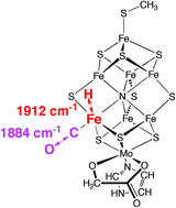 Graphical abstract: Calculated vibrational frequencies for FeMo-co, the active site of nitrogenase, bearing hydrogen atoms and carbon monoxide