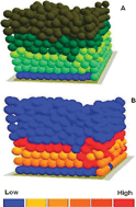 Graphical abstract: Modelling complex biological systems using an agent-based approach