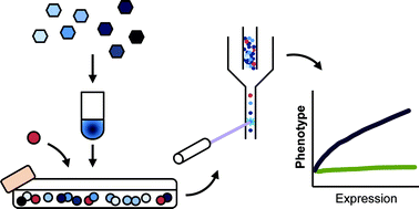 Graphical abstract: Quantitative assessment of Ras over-expression via shotgun deployment of vectors utilizing synthetic promoters
