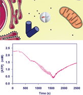 Graphical abstract: Measurements of intracellular ATP provide new insight into the regulation of glycolysis in the yeast Saccharomyces cerevisiae