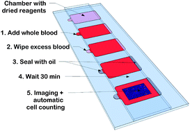 Graphical abstract: On-chip sample preparation by controlled release of antibodies for simple CD4 counting