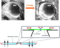 Graphical abstract: Mechanical actuation of ion channels using a piezoelectric planar patch clamp system