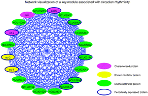 Graphical abstract: A predicted protein–protein interaction network of the filamentous fungus Neurospora crassa