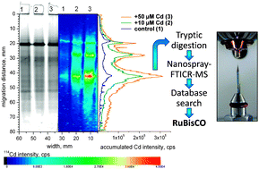 Graphical abstract: Combined application of a laser ablation-ICP-MS assay for screening and ESI-FTICR-MS for identification of a Cd-binding protein in Spinacia oleracea L. after exposure to Cd