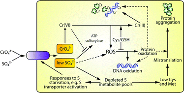 Graphical abstract: Chromate toxicity and the role of sulfur