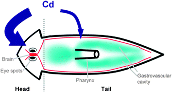 Graphical abstract: The preferential accumulation of cadmium in the head portion of the freshwater planarian, Dugesia japonica (Platyhelminthes: Turbellaria)