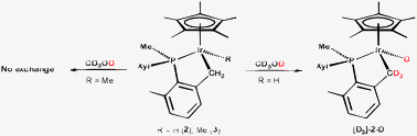 Graphical abstract: Synthesis and reactivity of half-sandwich (η5-C5Me5)Ir(iii) complexes of a cyclometallated aryl phosphine ligand