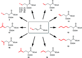 Graphical abstract: Beyond ethylmalonyl-CoA: The functional role of crotonyl-CoA carboxylase/reductase homologs in expanding polyketide diversity