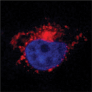 Graphical abstract: Synthetic pathways to make nanoparticles fluorescent