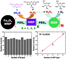 Graphical abstract: Multilayer enzyme-coupled magnetic nanoparticles as efficient, reusable biocatalysts and biosensors