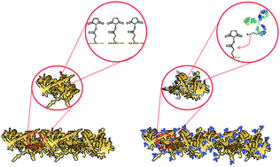 Graphical abstract: Characterization of protein immobilization on nanoporous gold using atomic force microscopy and scanning electron microscopy