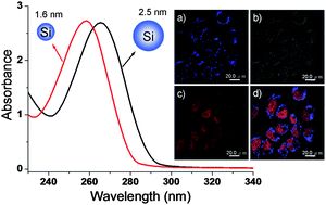 Graphical abstract: Sized controlled synthesis, purification, and cell studies with silicon quantum dots