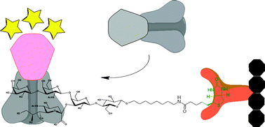 Graphical abstract: Chemoenzymatic synthesis of biotin-appended analogues of gangliosides GM2, GM1, GD1a and GalNAc-GD1a for solid-phase applications and improved ELISA tests