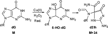 Graphical abstract: Characterization of 2′-deoxyguanosine oxidation products observed in the Fenton-like system Cu(ii)/H2O2/reductant in nucleoside and oligodeoxynucleotide contexts