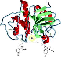 Graphical abstract: Chemically engineered papain as artificial formate dehydrogenase for NAD(P)H regeneration