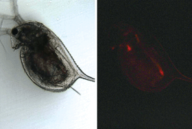 Graphical abstract: Effects of a new photoactivatable cationic porphyrin on ciliated protozoa and branchiopod crustaceans, potential components of freshwater ecosystems polluted by pathogenic agents and their vectors