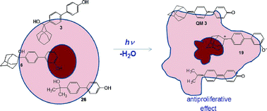 Graphical abstract: Zwitterionic biphenyl quinone methides in photodehydration reactions of 3-hydroxybiphenyl derivatives: laser flash photolysis and antiproliferation study