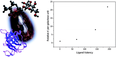 Graphical abstract: The binding of polyvalent galactosides to the lectin Ricinus communis agglutinin 120 (RCA120): an ITC and SPR study