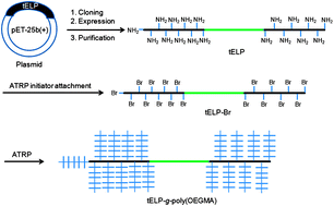 Graphical abstract: In situ growth of a thermoresponsive polymer from a genetically engineered elastin-like polypeptide