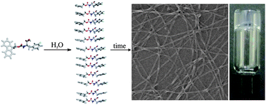 Graphical abstract: Self-assembled amino acids and dipeptides as noncovalent hydrogels for tissue engineering