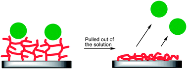 Graphical abstract: Protein repellent hydrophilic grafts prepared by surface-initiated atom transfer radical polymerization from polypropylene