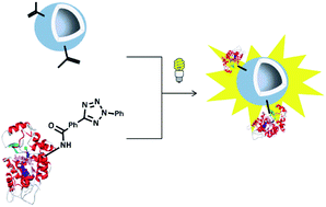 Graphical abstract: A facile and fast method for the functionalization of polymersomes by photoinduced cycloaddition chemistry