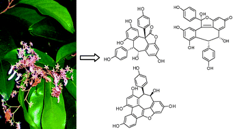 Graphical abstract: Oligostilbenes from Vatica mangachapoi with xanthine oxidase and acetylcholinesterase inhibitory activities