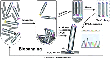 Graphical abstract: Recognition of carbon nanotube chirality by phage display
