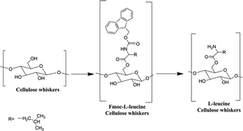 Graphical abstract: Amino acid modified cellulose whiskers