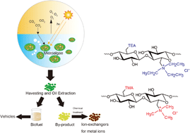 Graphical abstract: Effective recovery of some precious metals by using alternative quaternary amine types of anion-exchangers prepared from biofuel-extracted microalgal residues